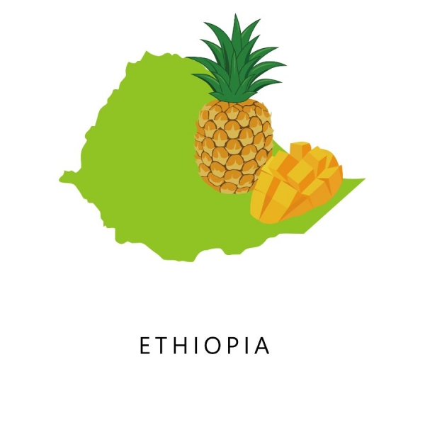 衣索比亞 鷹波 歌姬藝伎 ORO酵母日曬 