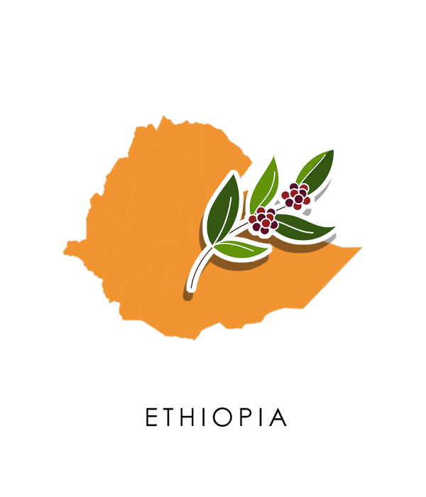 衣索比亞 古吉 黃蜜處理