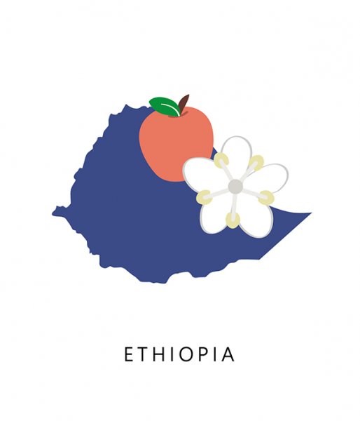 衣索比亞 班奇馬吉 露西藝伎 水洗 淺焙