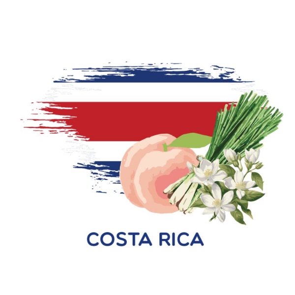 哥斯大黎加 茱米嘉 波旁 厭氧蜜處理 淺焙 