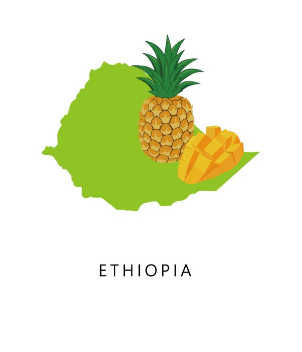 衣索比亞 鷹波 歌姬藝伎 ORO酵母日曬 